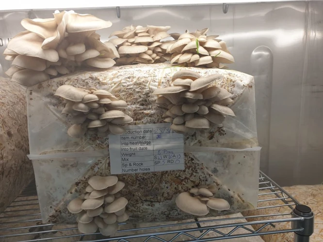 Warum Champignons Anbauen?