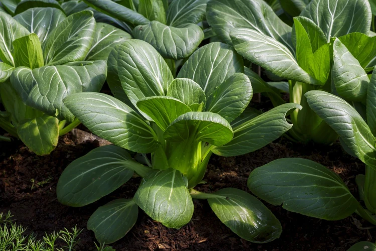 Warum Im Herbst Pak Choi Anbauen?