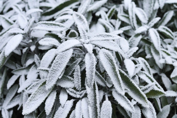 Warum Salbei Im Winter Anbauen?