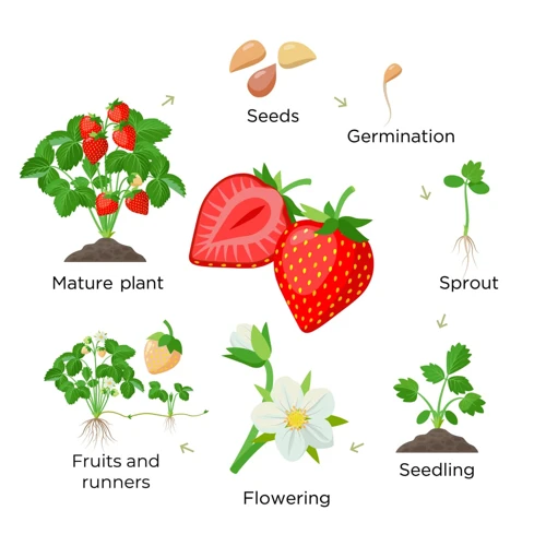 Warum Erdbeeren Aus Samen Anbauen?