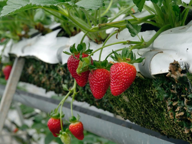 Warum Erdbeeren In Töpfen Anpflanzen?