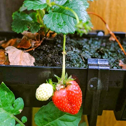 Warum Erdbeeren In Der Sonne Anbauen?