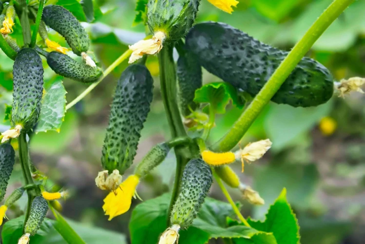 Warum Zucchini Neben Gurken Anbauen?