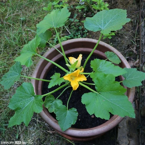 Warum Zucchini Anbauen?