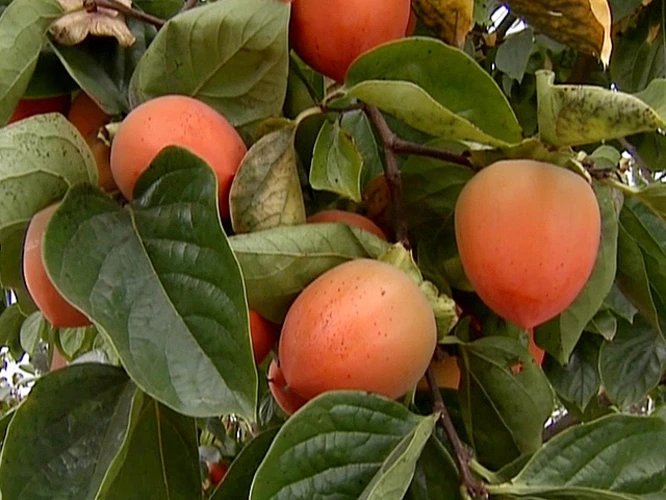 Warum Früchte Vom Baum Ernten?