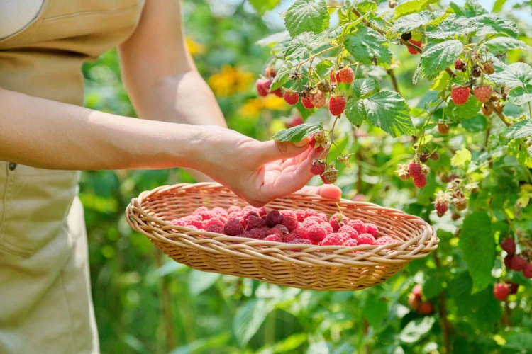 Warum Im Herbst Himbeeren Ernten?