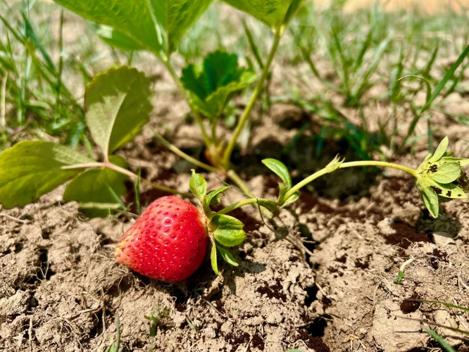 Warum Selbstgemachter Erdbeeren Dünger?