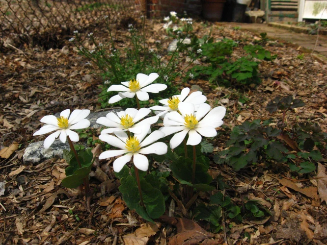 Warum Ist Blutampfer Ein Guter Nachbar Im Garten?