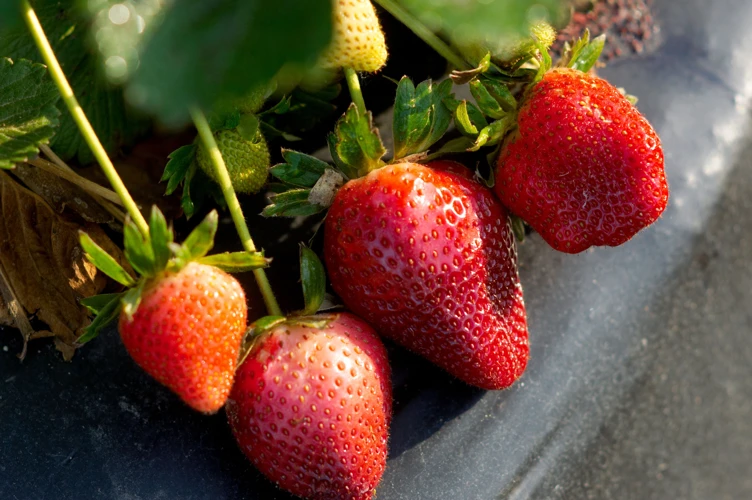 Warum Ist Die Pflege Von Erdbeeren Im Winter Wichtig?