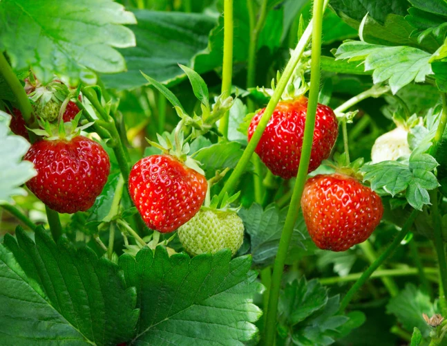 Warum Ist Das Düngen Von Erdbeeren Wichtig?