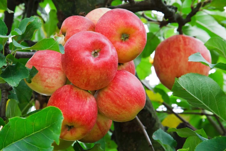 Warum Ist Die Obstbaum-Pflege Wichtig?