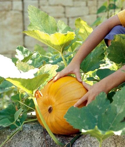 Warum Ist Die Erntezeit Wichtig?