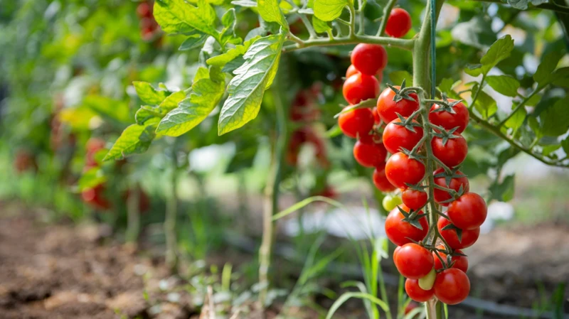 Warum Ist Magnesium Wichtig Für Tomaten?