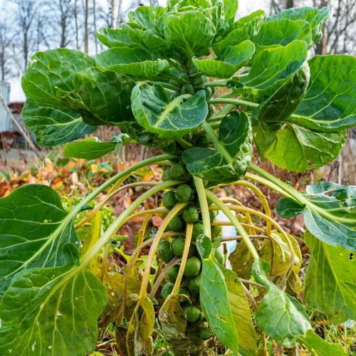 Warum Ist Der Abstand Beim Anbau Von Rosenkohl Wichtig?