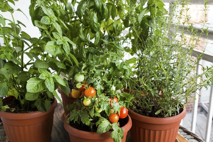 Warum Basilikum Und Tomaten Zusammen Pflanzen?