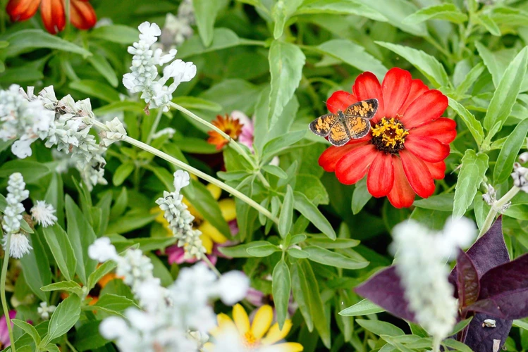 Warum Beepflanzen Im Garten? 