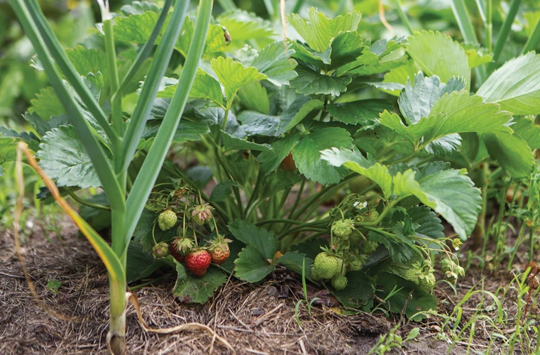 Warum Zwiebeln Neben Erdbeeren Anbauen?