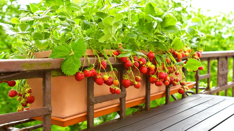 Warum Erdbeeren Neben Tomaten Anpflanzen?