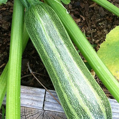 Warum Zucchini Vorziehen?