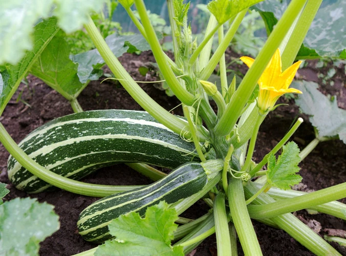 Warum Zucchini Blätter Entfernen?