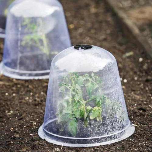 Warum Sollte Salat Vor Frost Geschützt Werden?