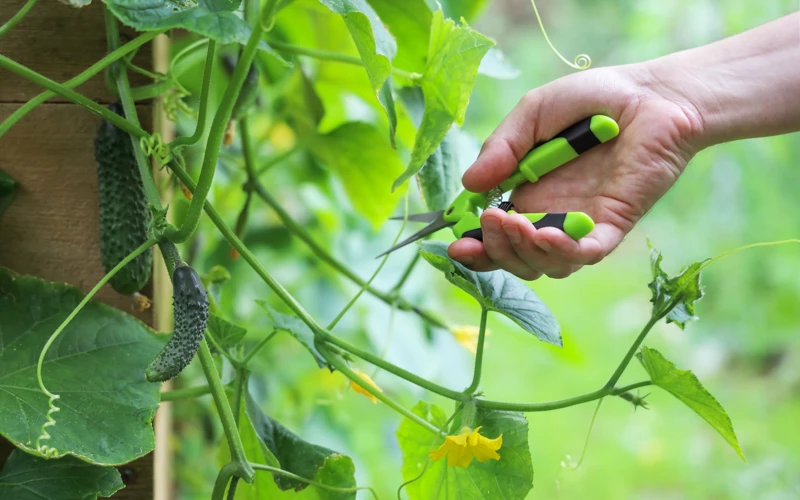 Warum Sollte Man Gurkenblüten Entfernen?