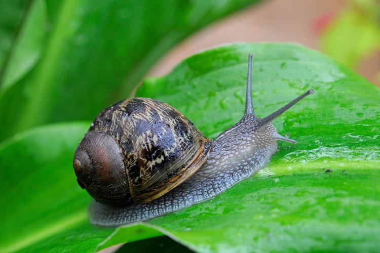 Warum Schnecken Ein Problem Für Zucchini Sind