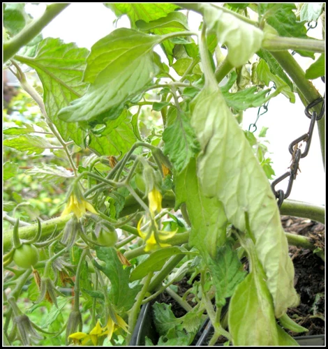 Warum Tomaten Zu Viel Wasser Bekommen