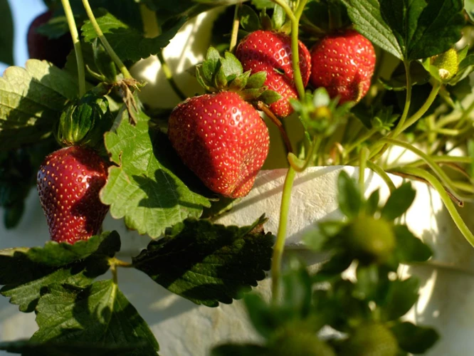 Warum Erdbeeren Umpflanzen?