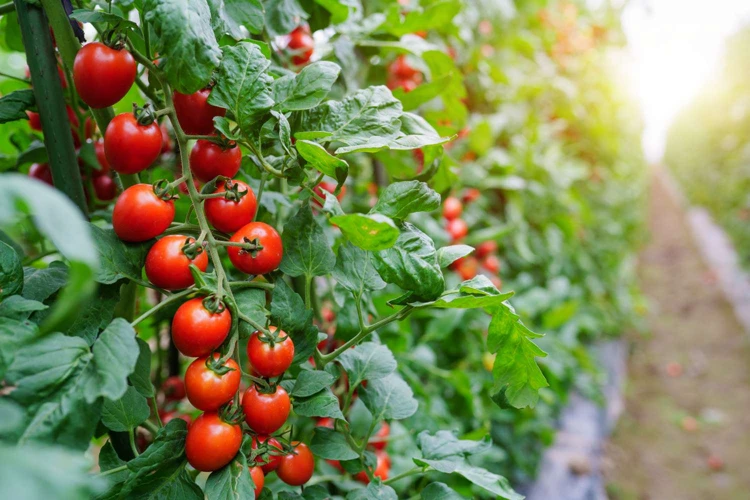 Warum Essbare Tomatenblätter Verwenden?